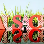 Citycosy-Strasbourg: Boston Espla