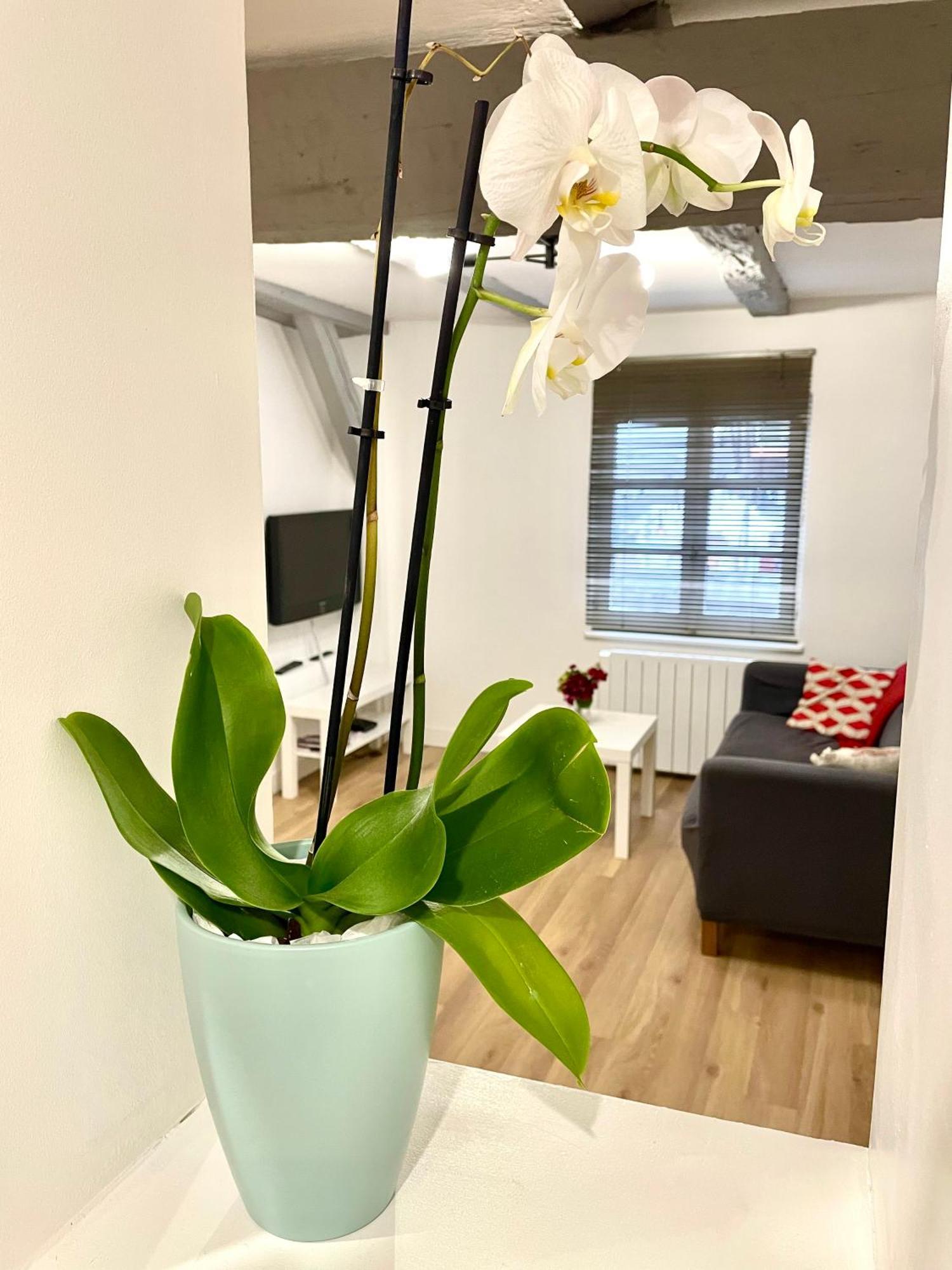Appartement Magnifique Centre Petite France